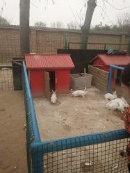 -上美四季动物农场