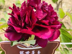 -洛阳市隋唐城遗址植物园