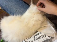 -楼上猫咖(罗湖店)