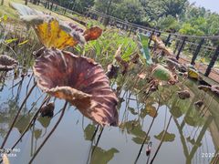 -映月湖公园