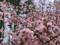 -杭州植物园