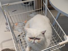 -怪兽屋·羊驼·猫咖·狗咖(俊华广场店)
