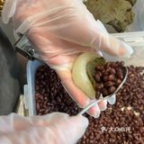 猜猜几个步骤可以手工包出抹茶红豆麻薯[馋]