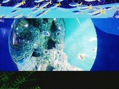 -苏州海洋馆