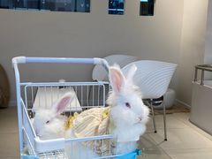 -怪兽屋·羊驼·猫咖·狗咖(俊华广场店)