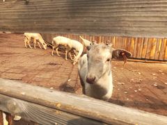 -北京鹿世界主题园