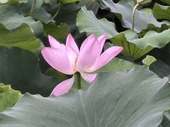 -荷塘月色湿地公园·向阳花洲