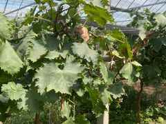 -马陆小张葡萄园农家乐