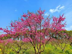 -南汇桃花村