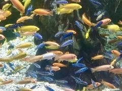 -太平洋海底世界