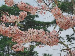 -白石龙音乐公园