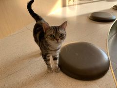 -飞行喵MR PILOT|猫舍·猫咖(静安大融城店)