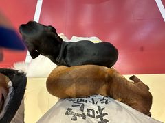 -和它·交个朋友·狗咖猫咖(爱琴海店)