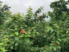 -樱桃山旅游景区