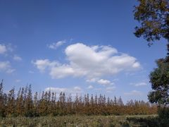 -上海长兴岛郊野公园