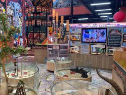 -卡通尼·Safari非洲探索乐园·生日会(金桥国际商业广场店)