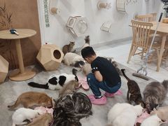 -楼上猫咖(罗湖店)