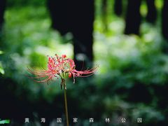 -黄海国家森林公园