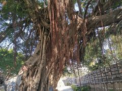 -胡里山炮台