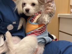 -瑞派康怡24h宠物医院·犬猫医疗中心·微创绝育(瑞景分院)