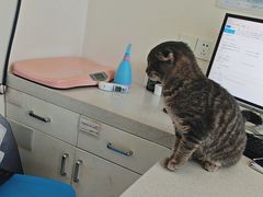 -佳雯宠物医院·皮肤科·内外科(春晓路分院)