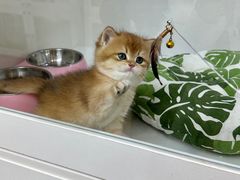 -青奢宠物·青奢猫舍