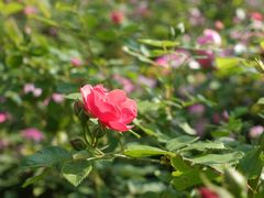 -白塘生态植物园
