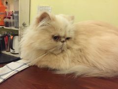 猫-猫色咖啡·猫咖