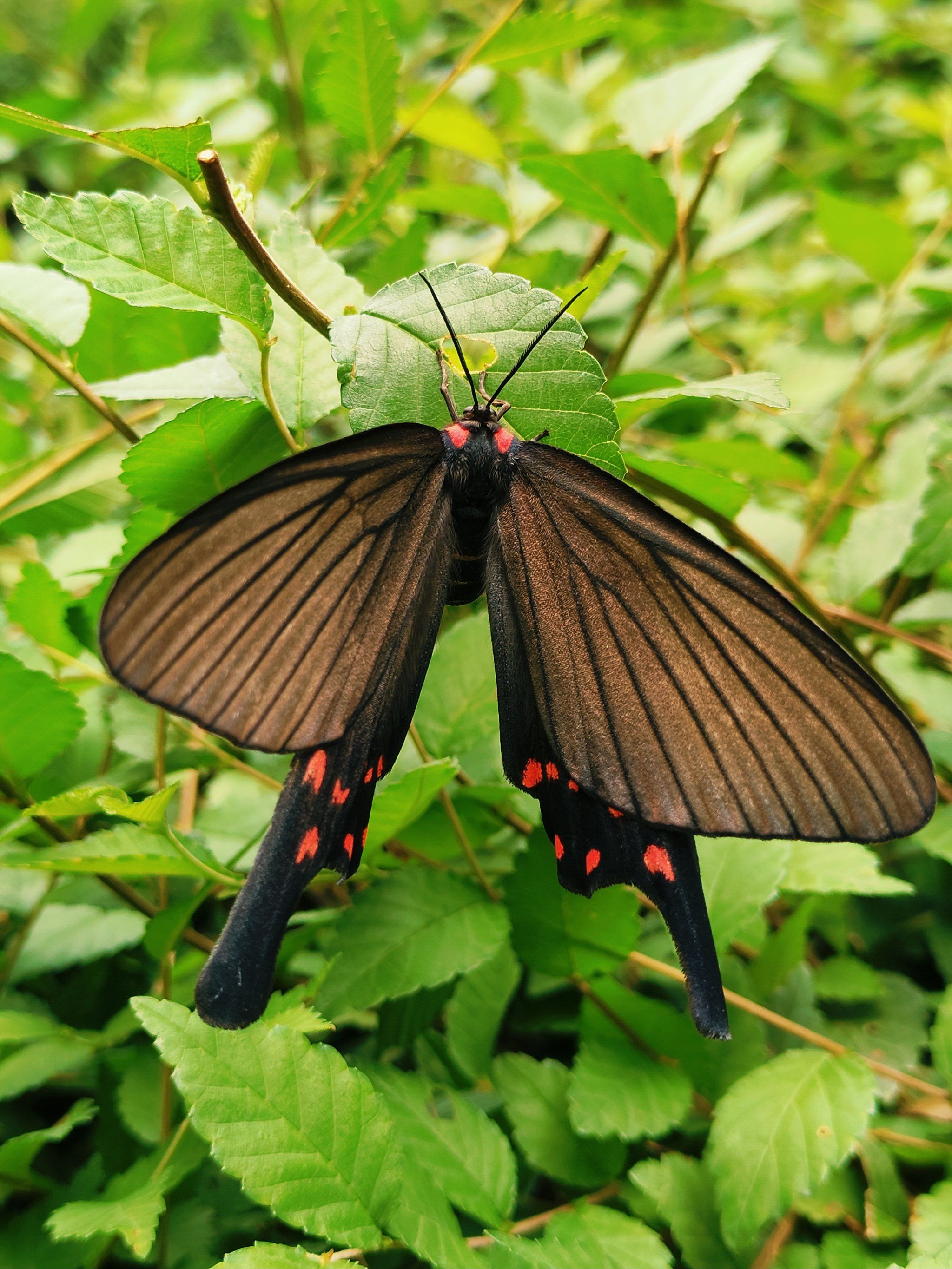 天天领红包 小蝴蝶落在那儿