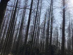 -东平国家森林公园
