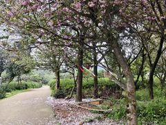 -穹窿山景区