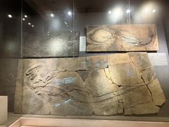 -甘肃地质博物馆