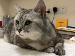 -瑞派·关忠动物医院·异宠专科·犬猫肿瘤·皮肤专科(望京店)