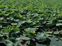 -天津东丽湖风景区