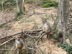 -黔灵山公园