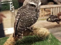 -清迈夜间动物园