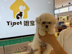 -翊宠yipet猫狗购宠庄园