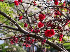 -意满花千醉(金茂览秀城店)