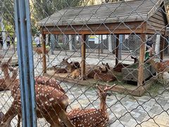 -长白岛森林公园