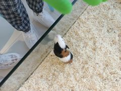 -怪兽屋·羊驼·猫咖·狗咖(俊华广场店)