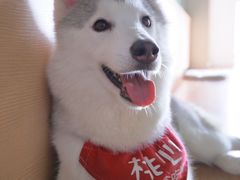 -Husky Go! 哈士奇体验馆·宠物咖啡厅狗咖