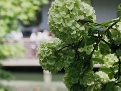 -惠山古镇·寄畅园