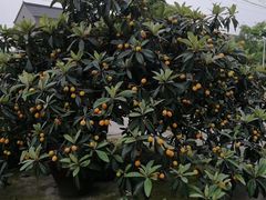 -塘栖枇杷特色园区