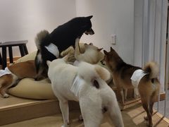 -南京Hallo宠物乐园·哈罗犬舍·柴犬繁育基地