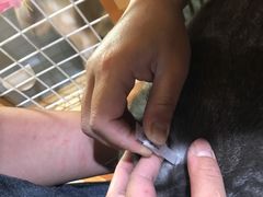 -爱宠屋pet shop·宠物洗澡·宠物美容