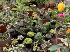 -上海多利农业发展有限公司