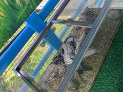 -广州长隆飞鸟乐园