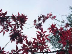 -广州市帽峰山景区