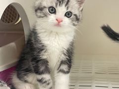-lincat·猫舍(广州店)