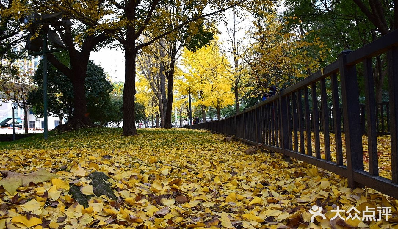 疯狂的金黄色，错过要等一年